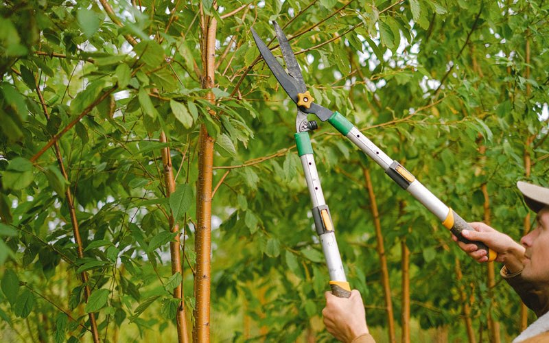 Tree trimming in Oakley, KS
