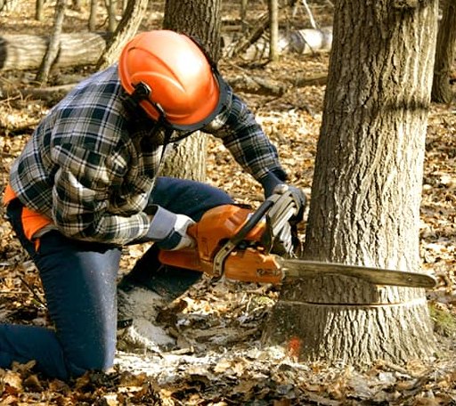 Tree Removal in Oakley, KS